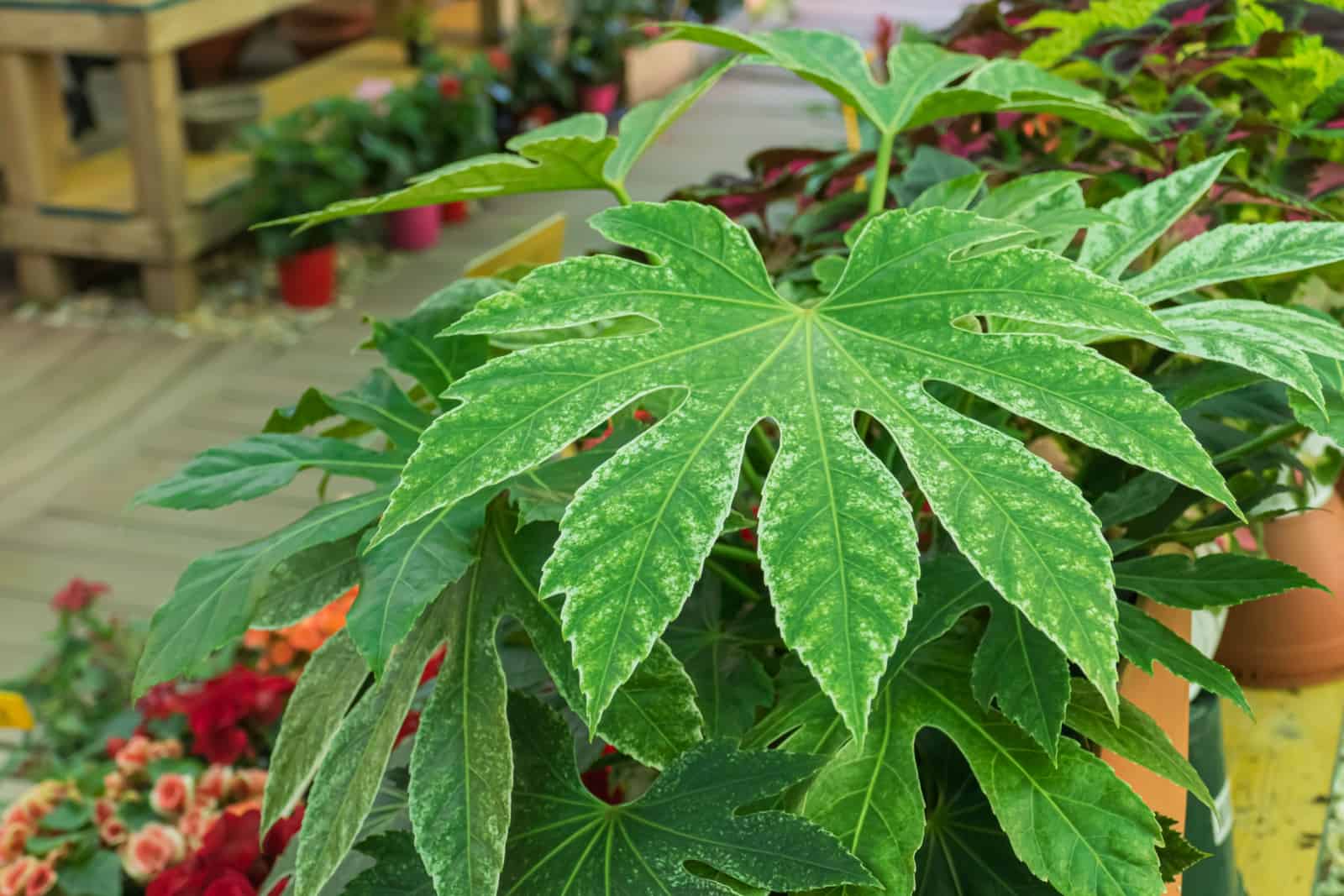 closeup of a leaf of fatsia japonica