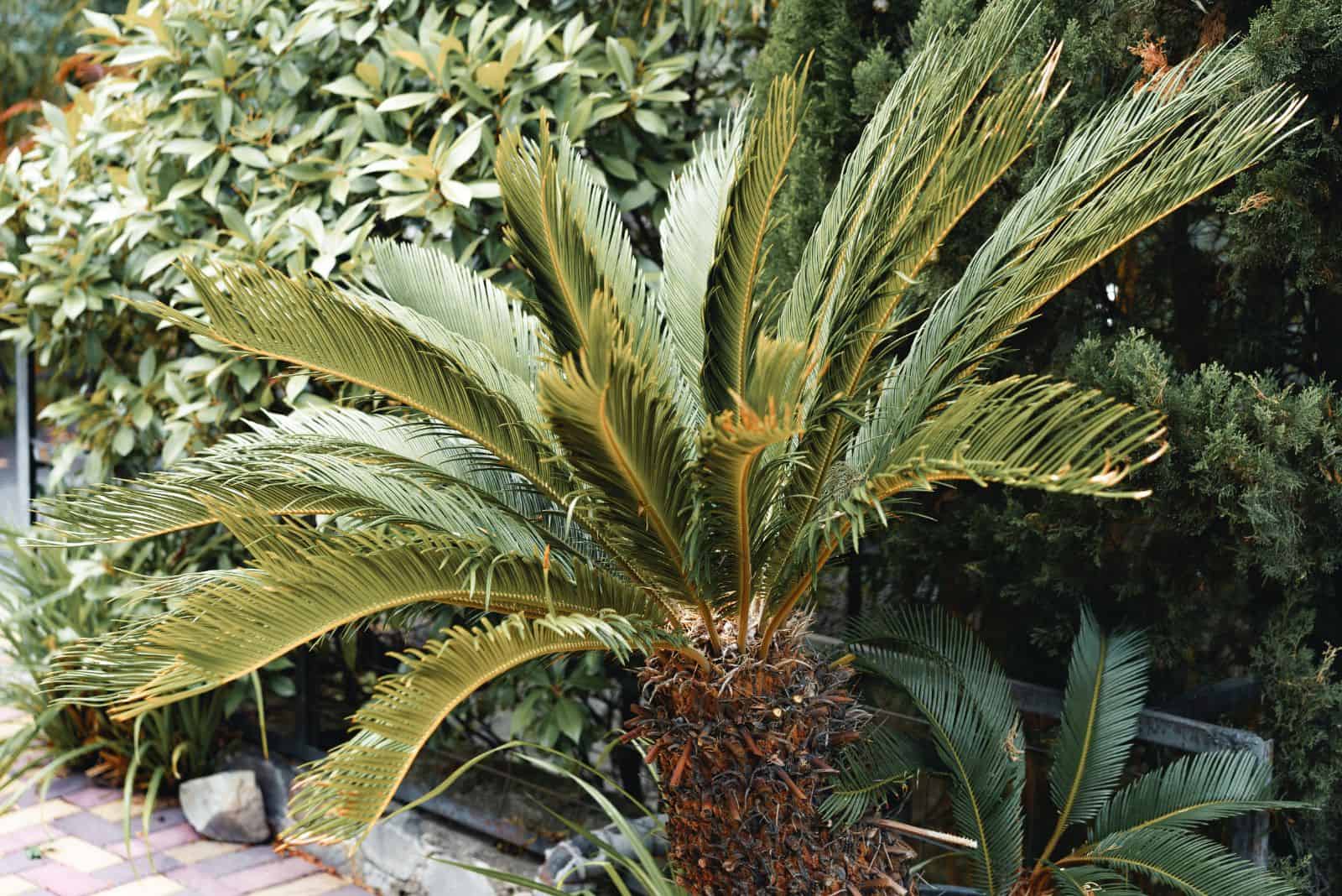 coontie palm in the garden