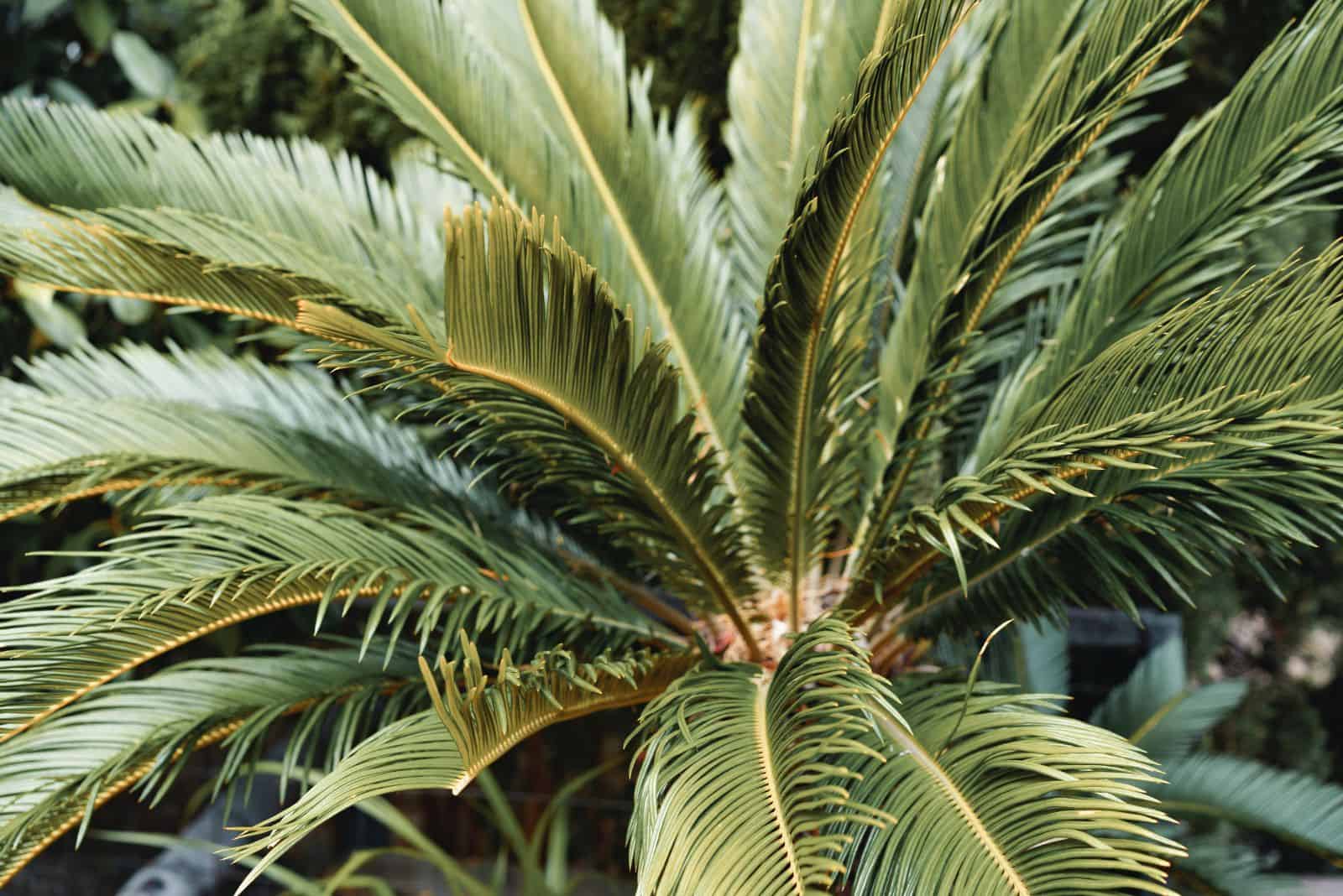 coontie palm leaves