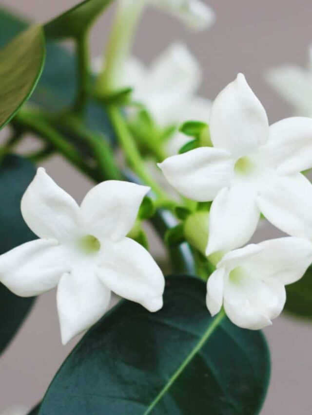 beautiful madagascar jasmine plant