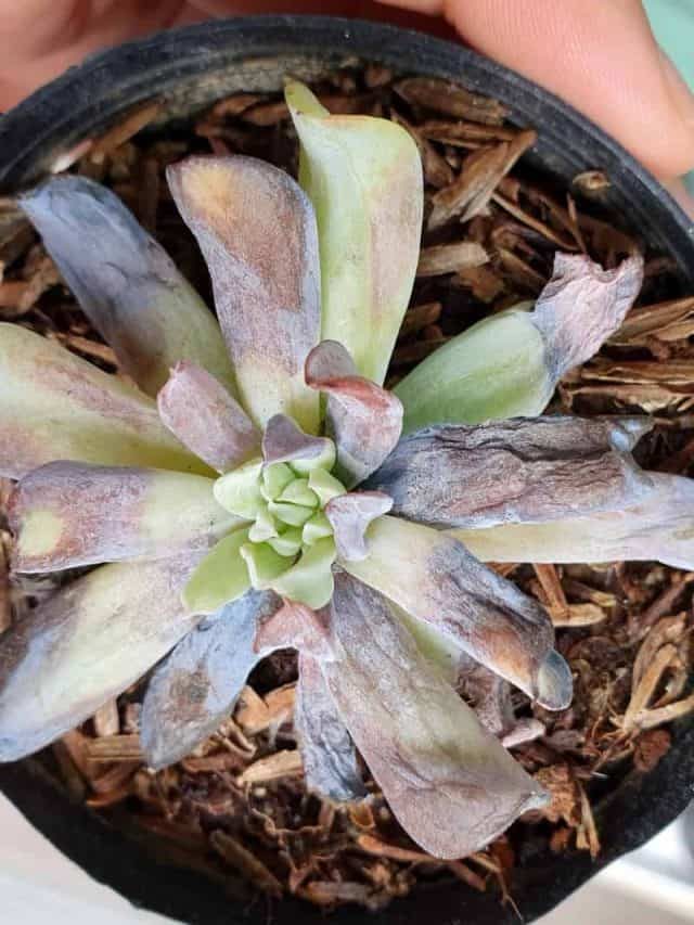 Why Is My Succulent Dying?