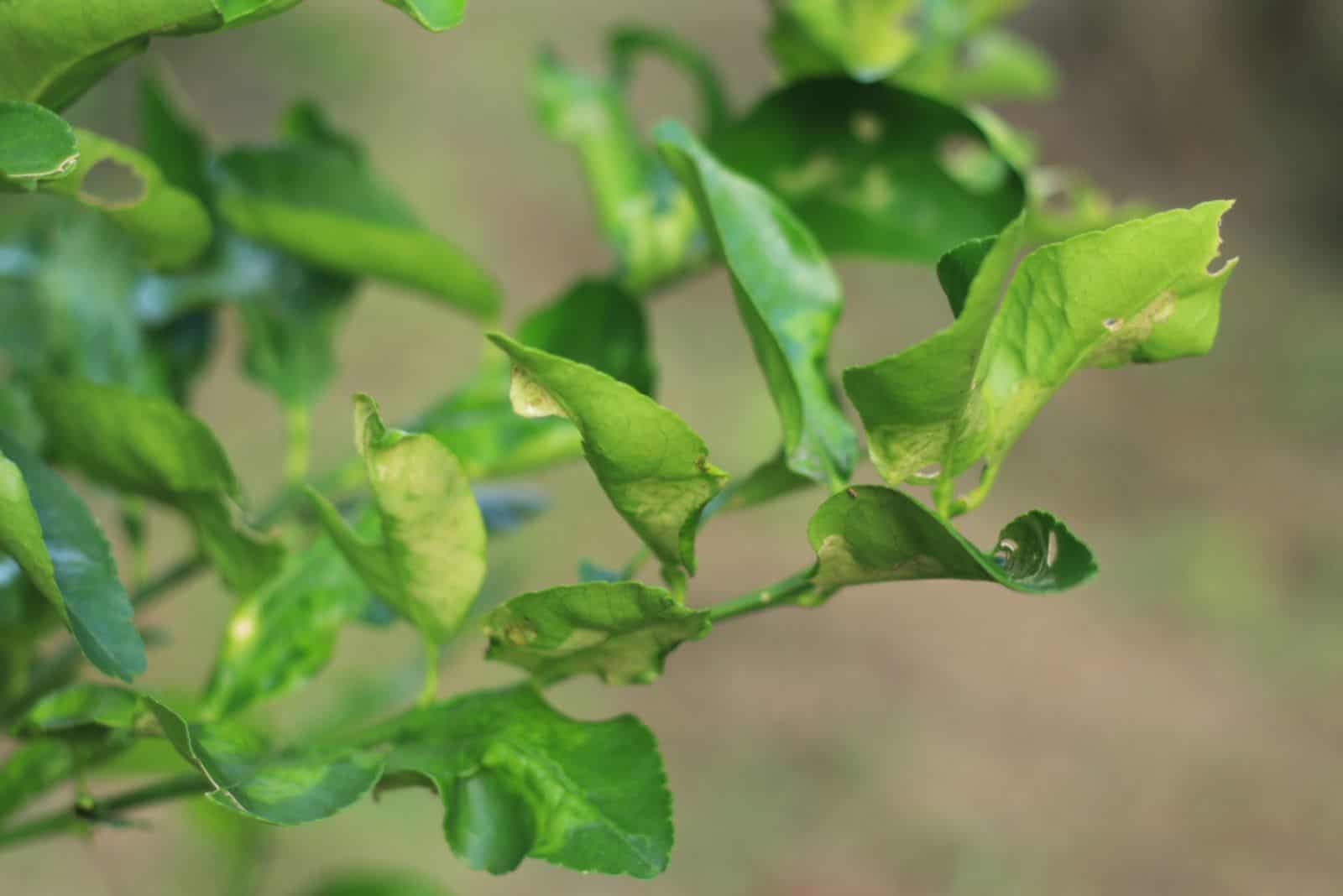 Why Your Lemon Tree Leaves Curling And How To Fix Them