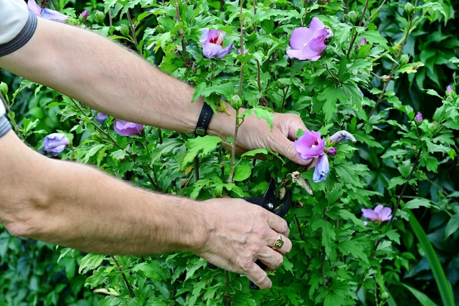 cutting withered flowers at hibiscus