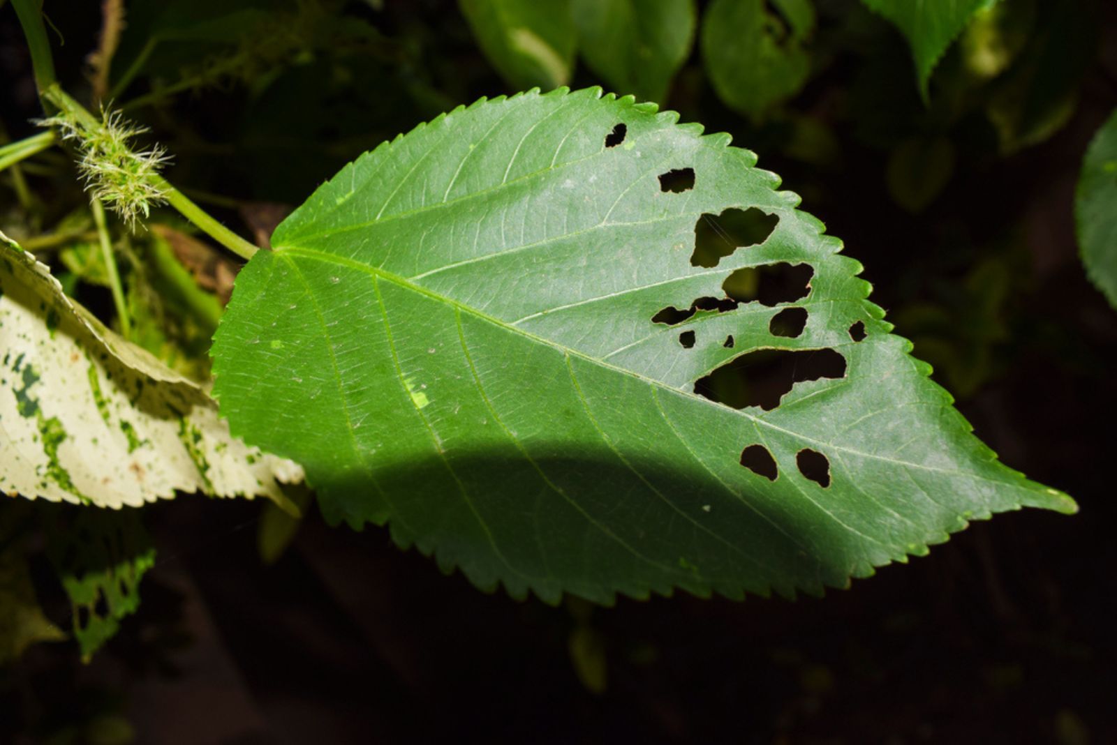 damaged hibiscus leaf