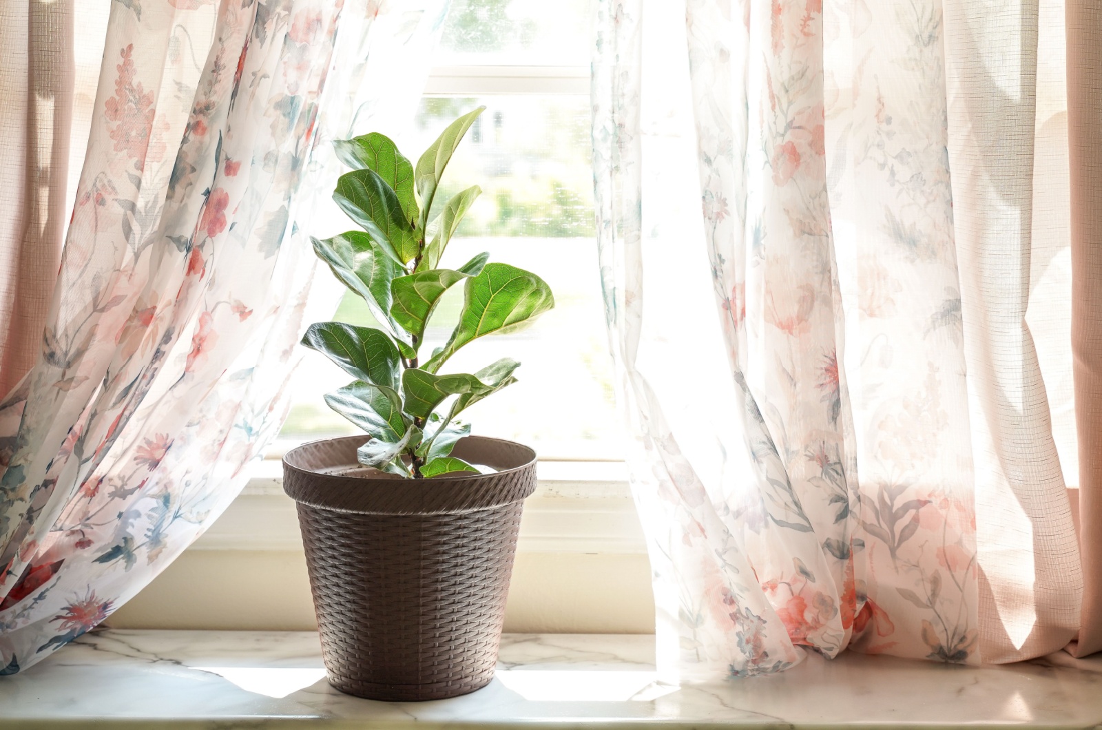 fiddle leaf fig