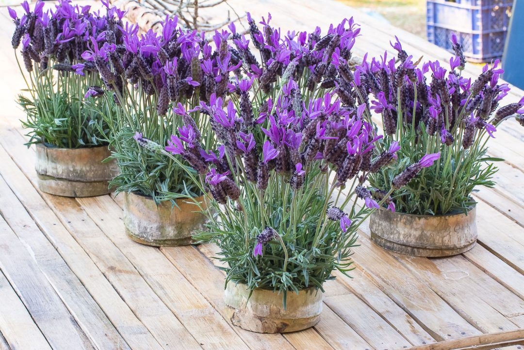 How To Grow And Take Care Of French Lavender