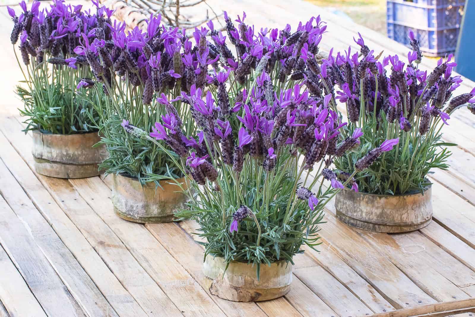french lavender in pots