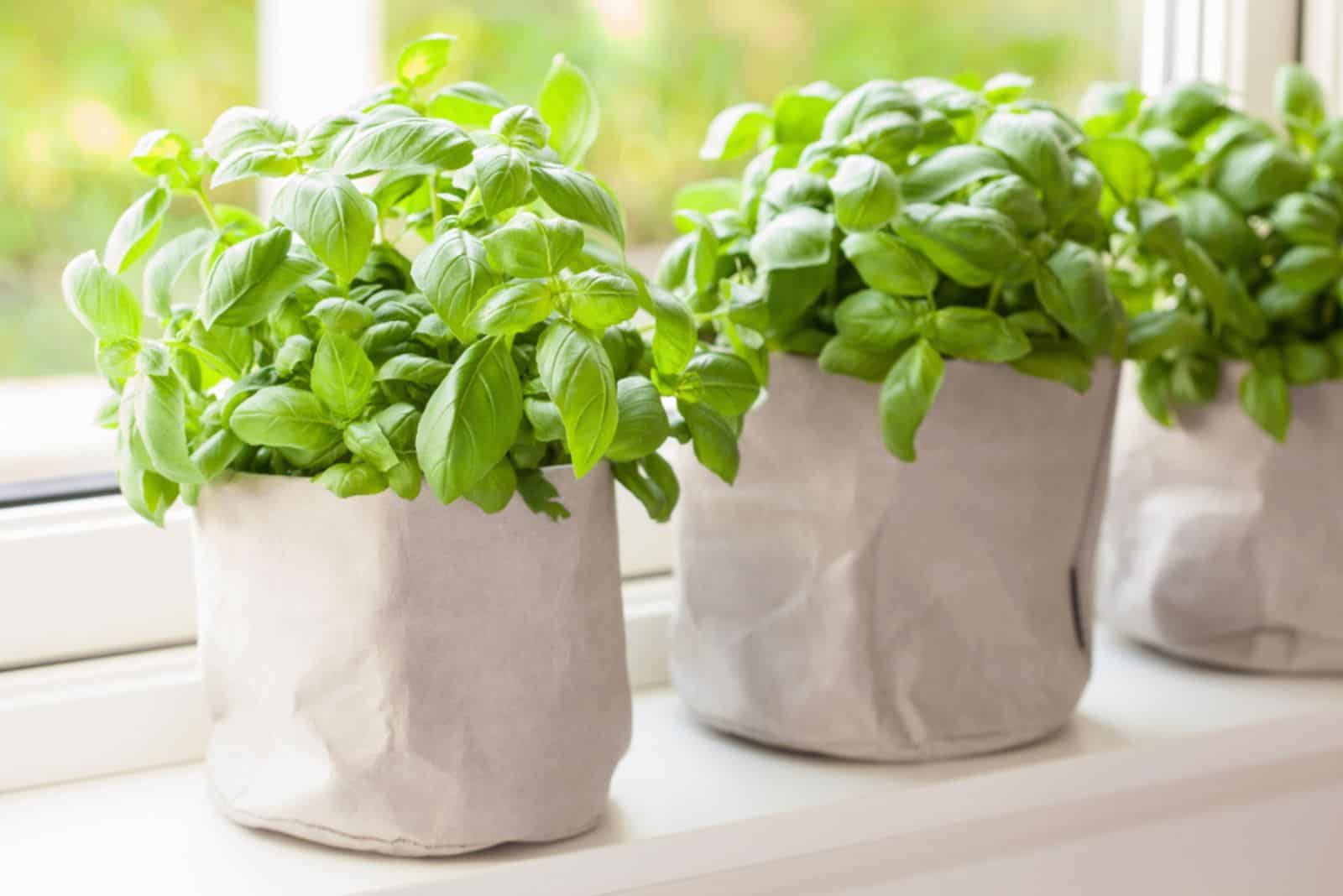 fresh basil herb in paper bag pot