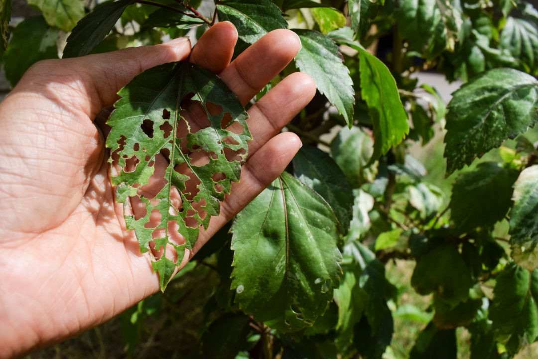 7 Most Common Hibiscus Diseases & Pests And How To Treat Them