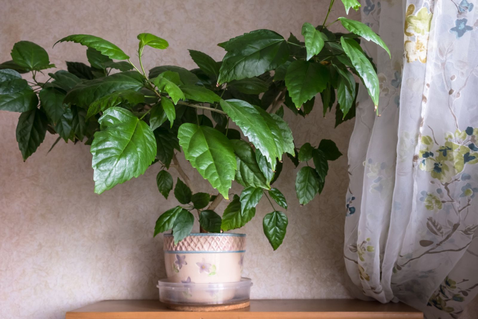 hibiscus plant in pot