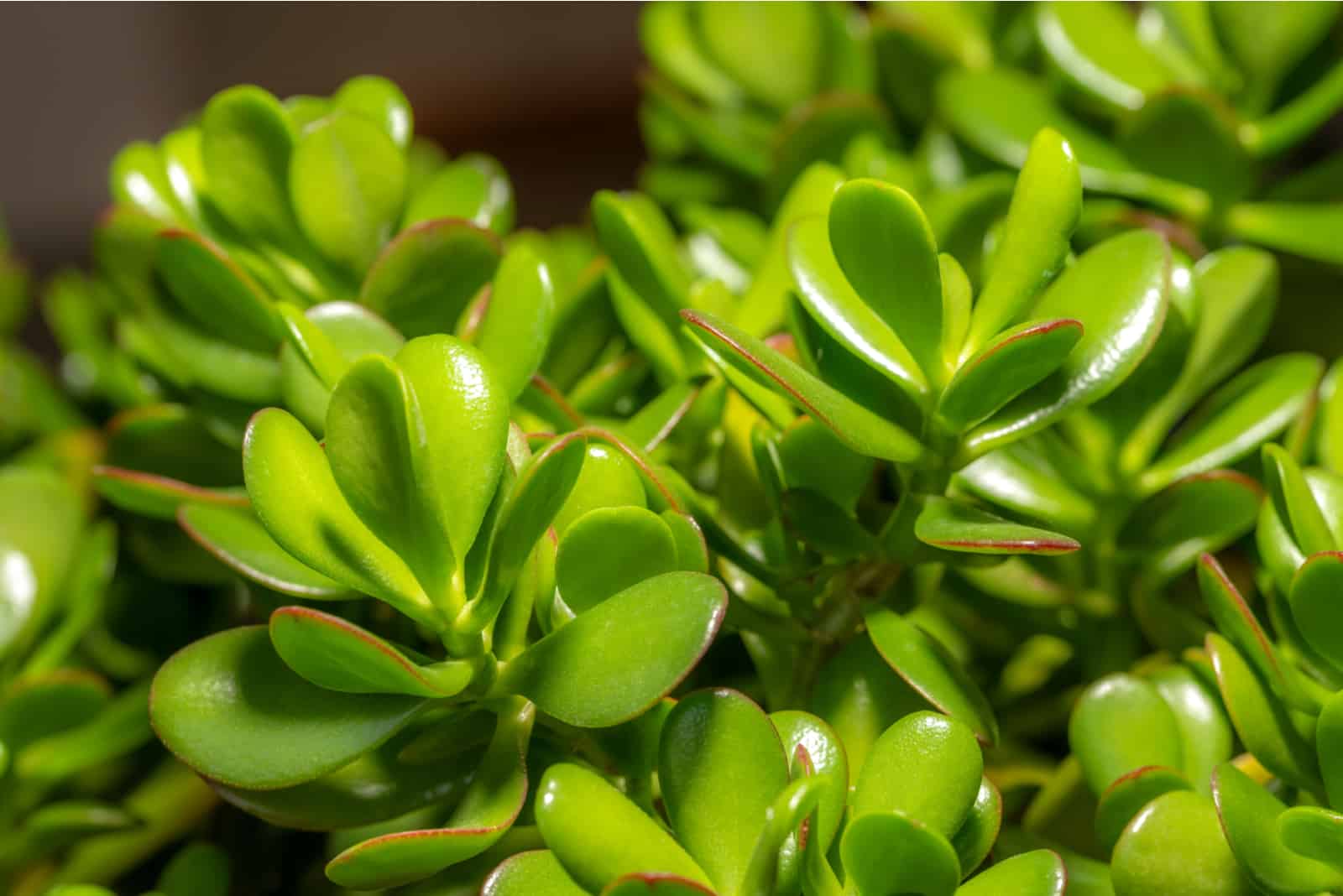 jade plant with big green leaves