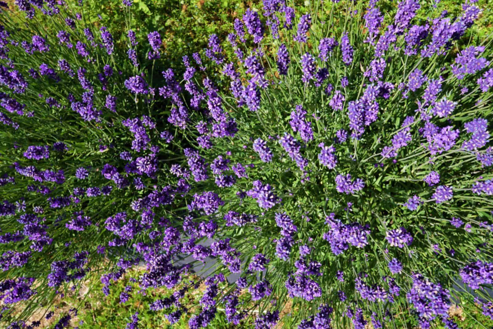 lavender plant top view tree