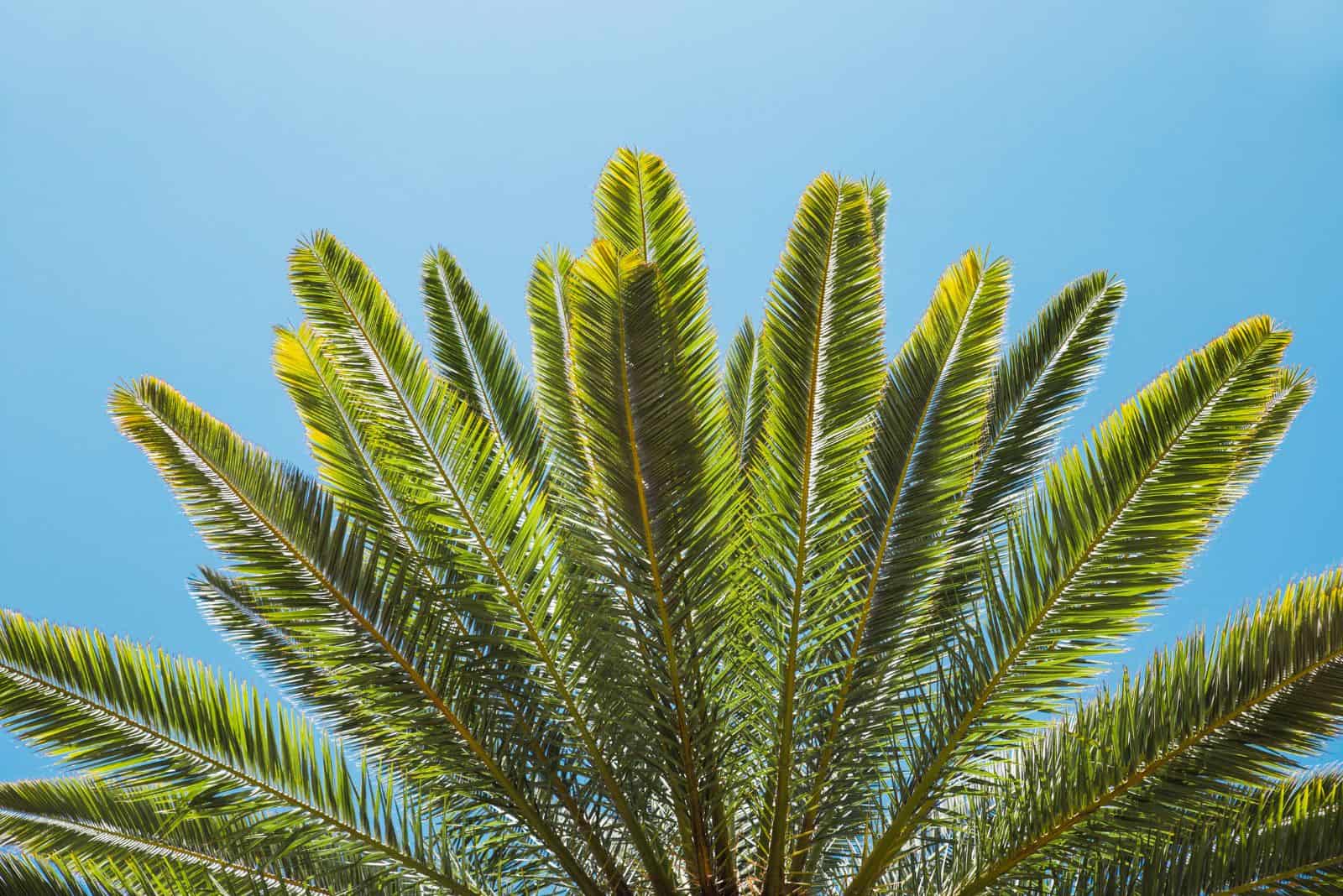 leaves of coontie palm in the sky background