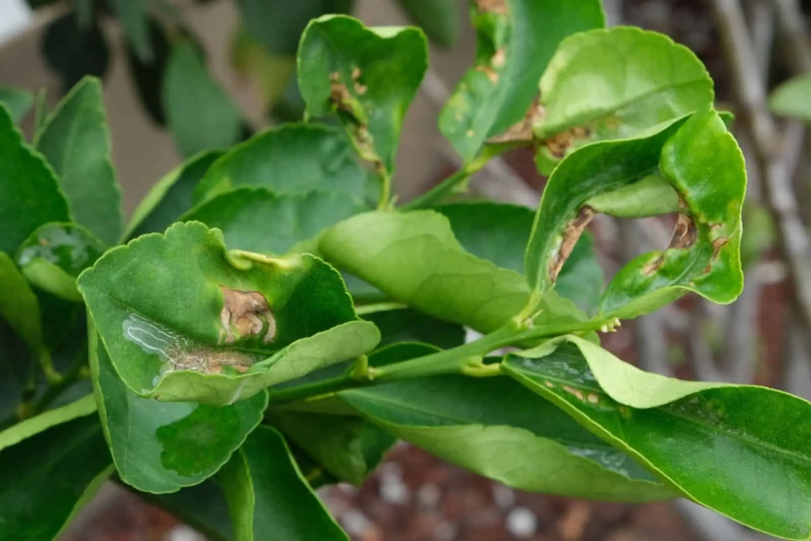 Leaves Of Lemon Tree Curled .webp