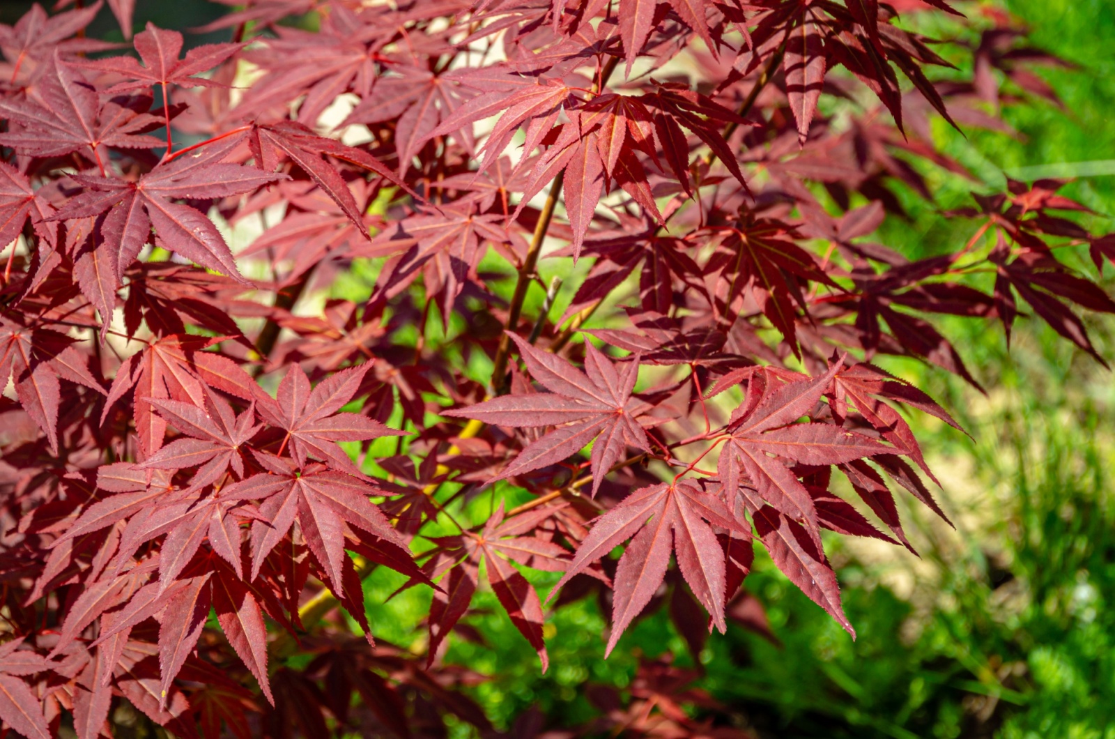 leaves of maple tree