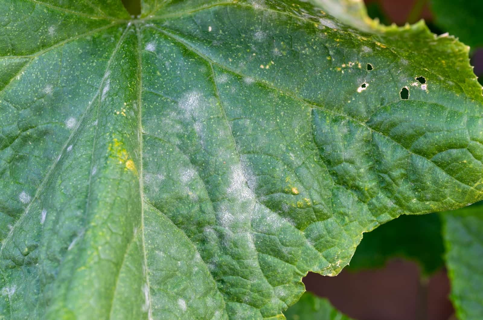 little White Spots On Cucumber leaf