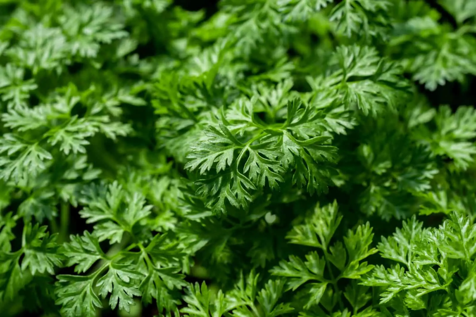 lots of green chervil leaves