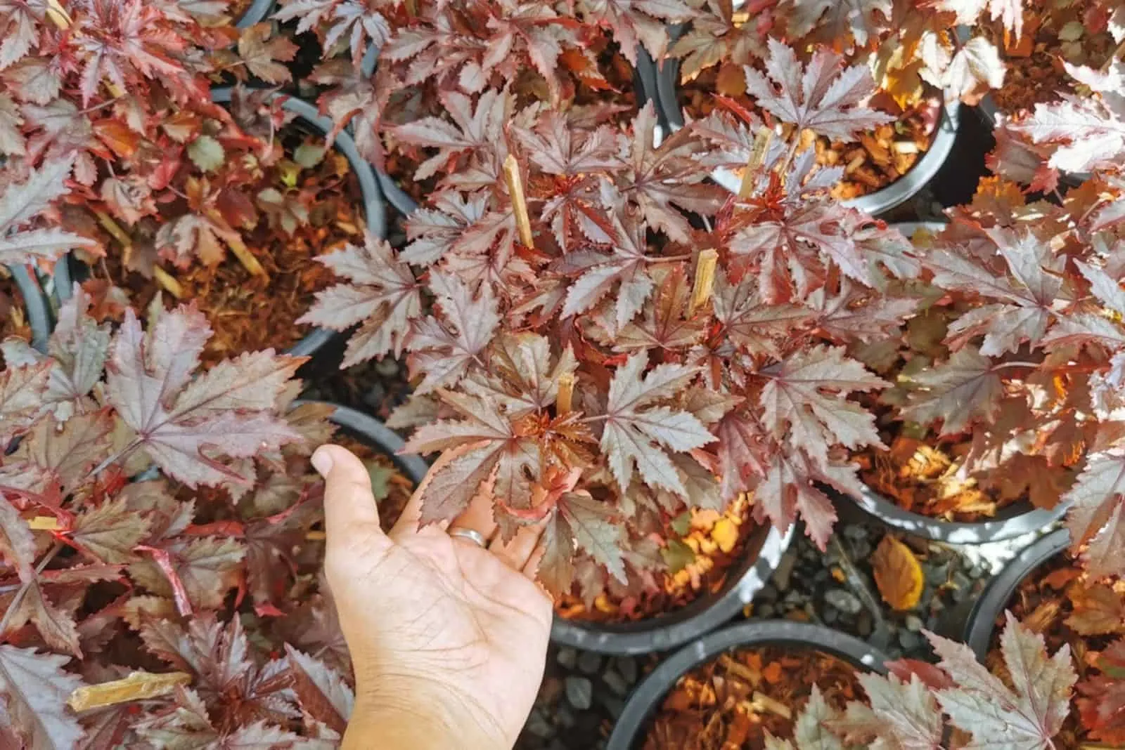 man holding cranberry hibiscus leaves with a lot of plants in pots