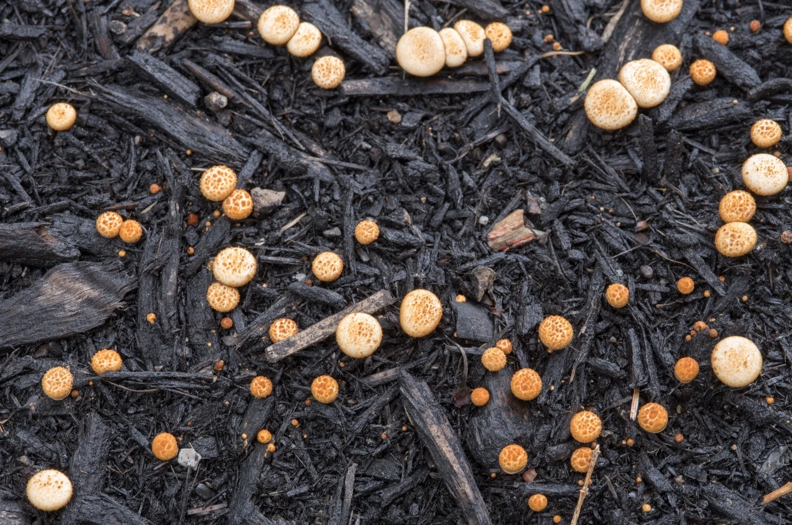 7 Methods For How To Get Rid Of Fungus In Mulch Effectively