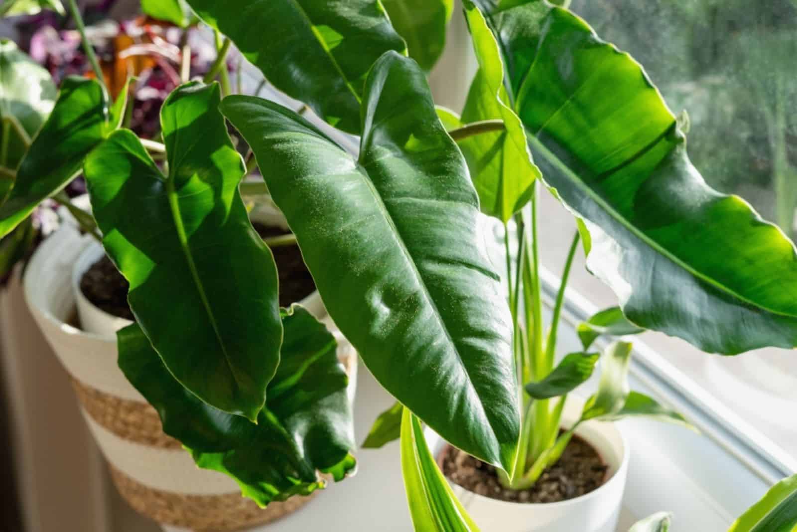 philodendron Burle Marx with curly green leaves stands next to window