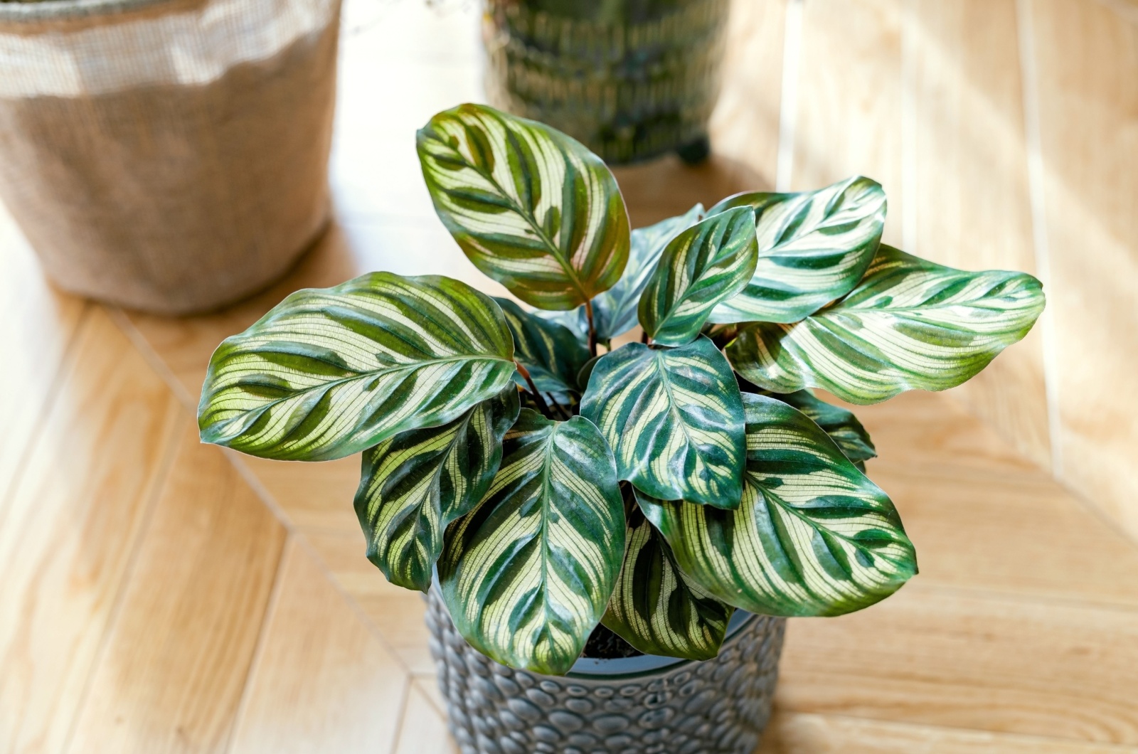 potted calathea