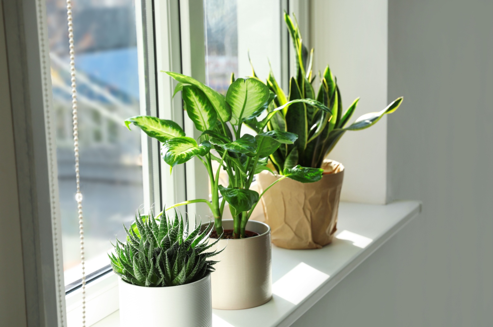 potted plants on a window sill