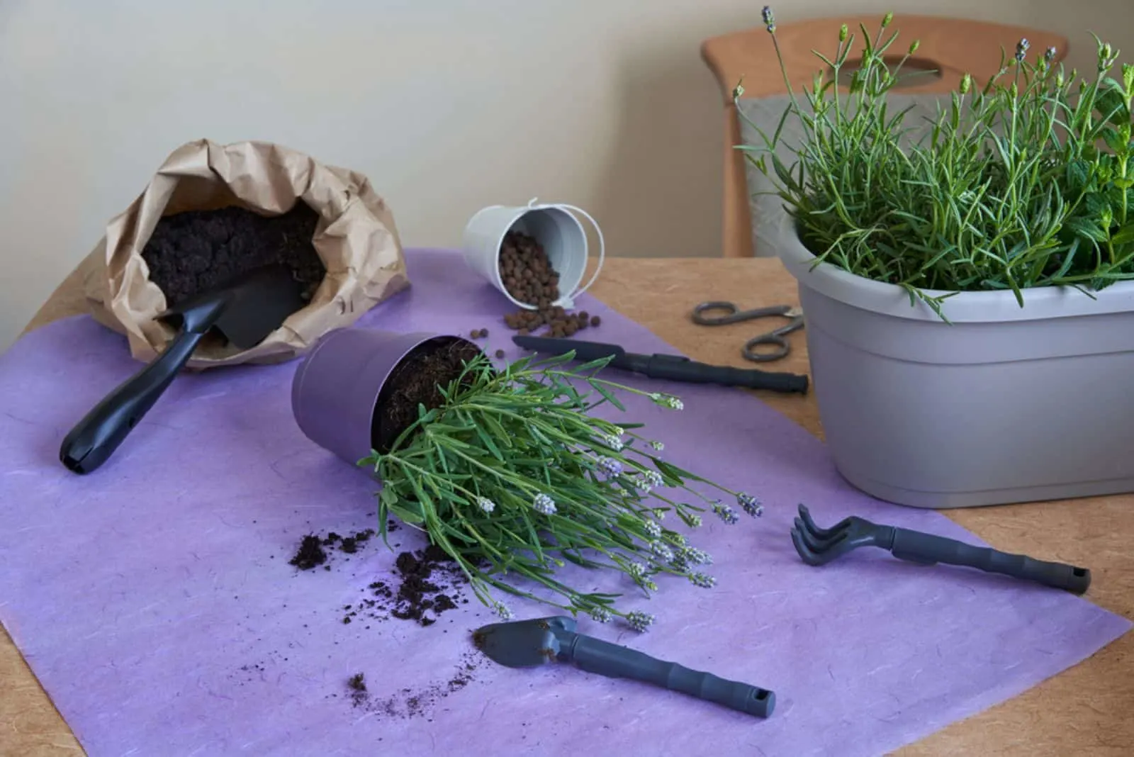 process of repotting lavender tree