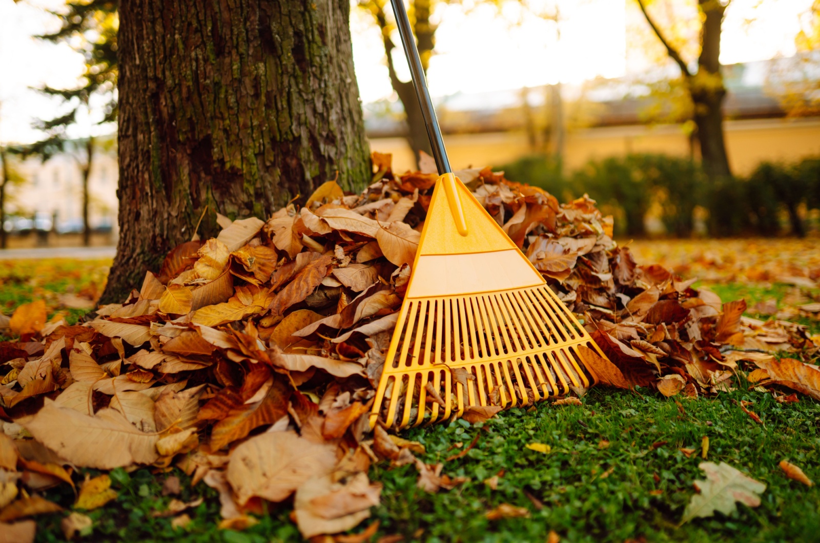 rake and a pile of leaves