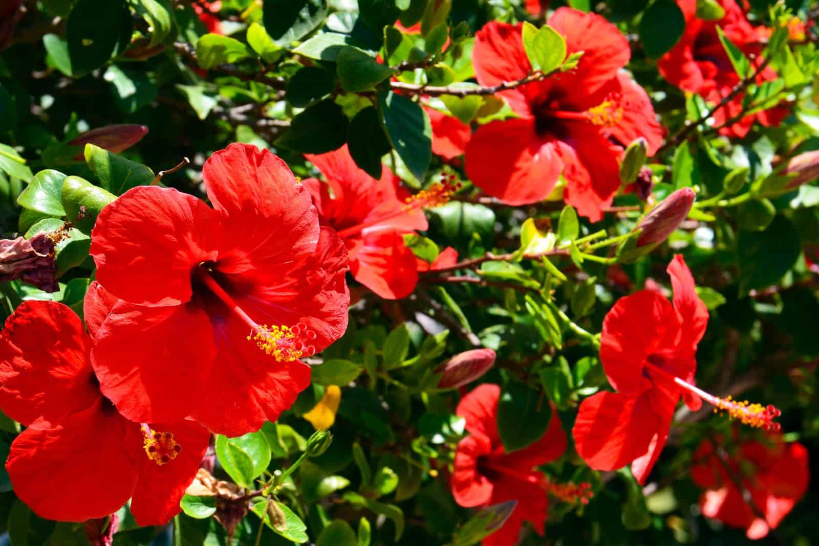 red Hibiscus flowers