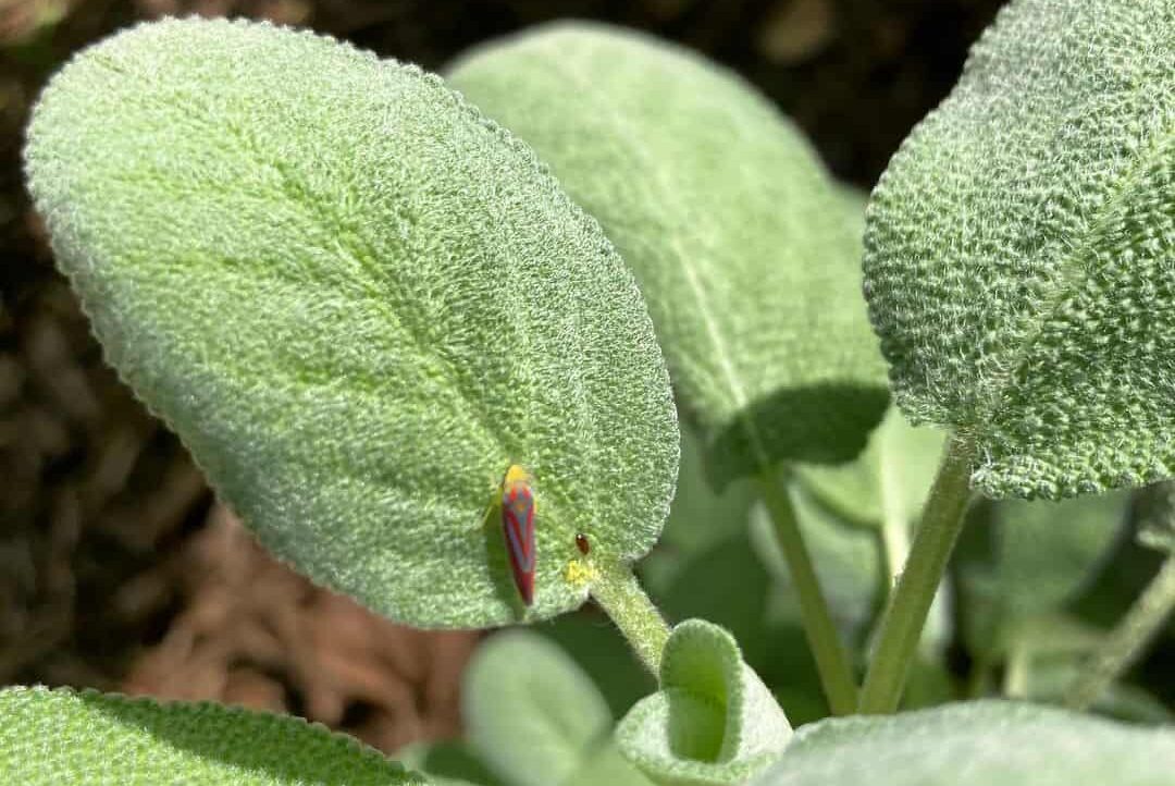 13 Best Sage Companion Plant Types And Some Plants To Avoid