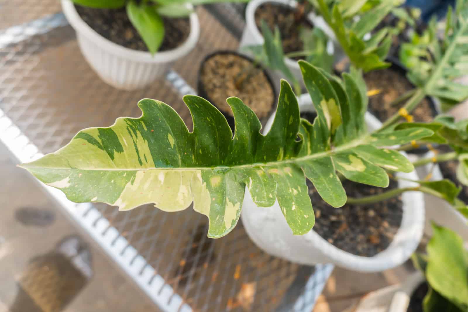 selectively focus on the Variegated Philodendron 'Ring of Fire' plant