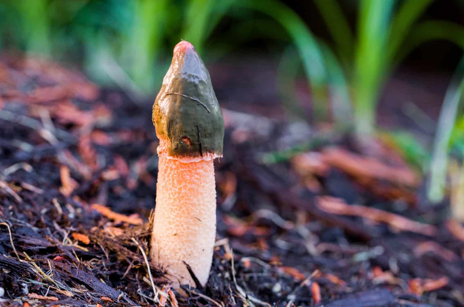 single Fungus In Mulch