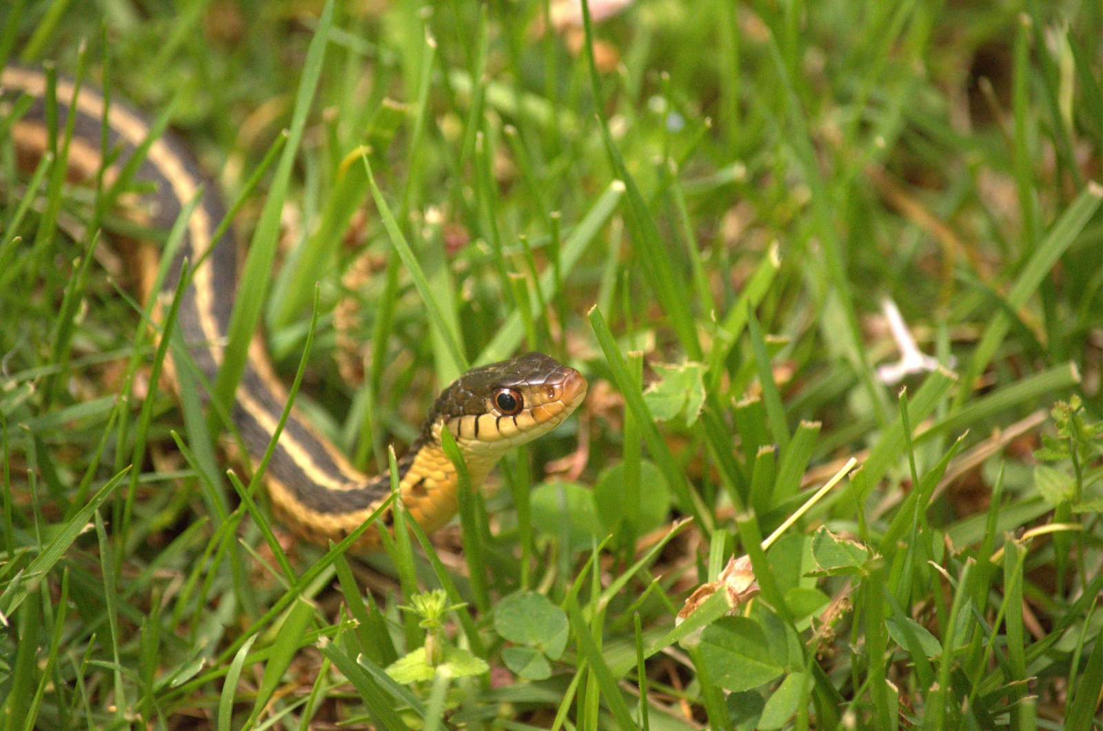 snake in grass