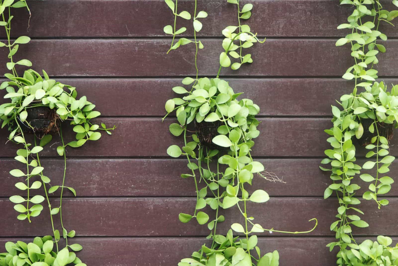 string of nickels creeping green plant in pot hanging on wood wall