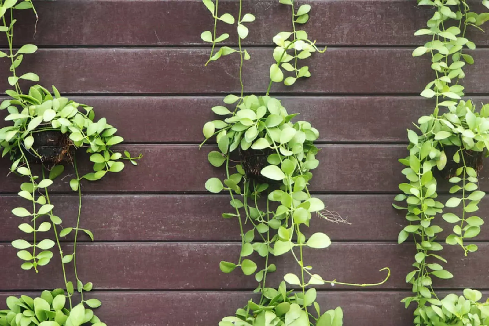 String of nickels plant