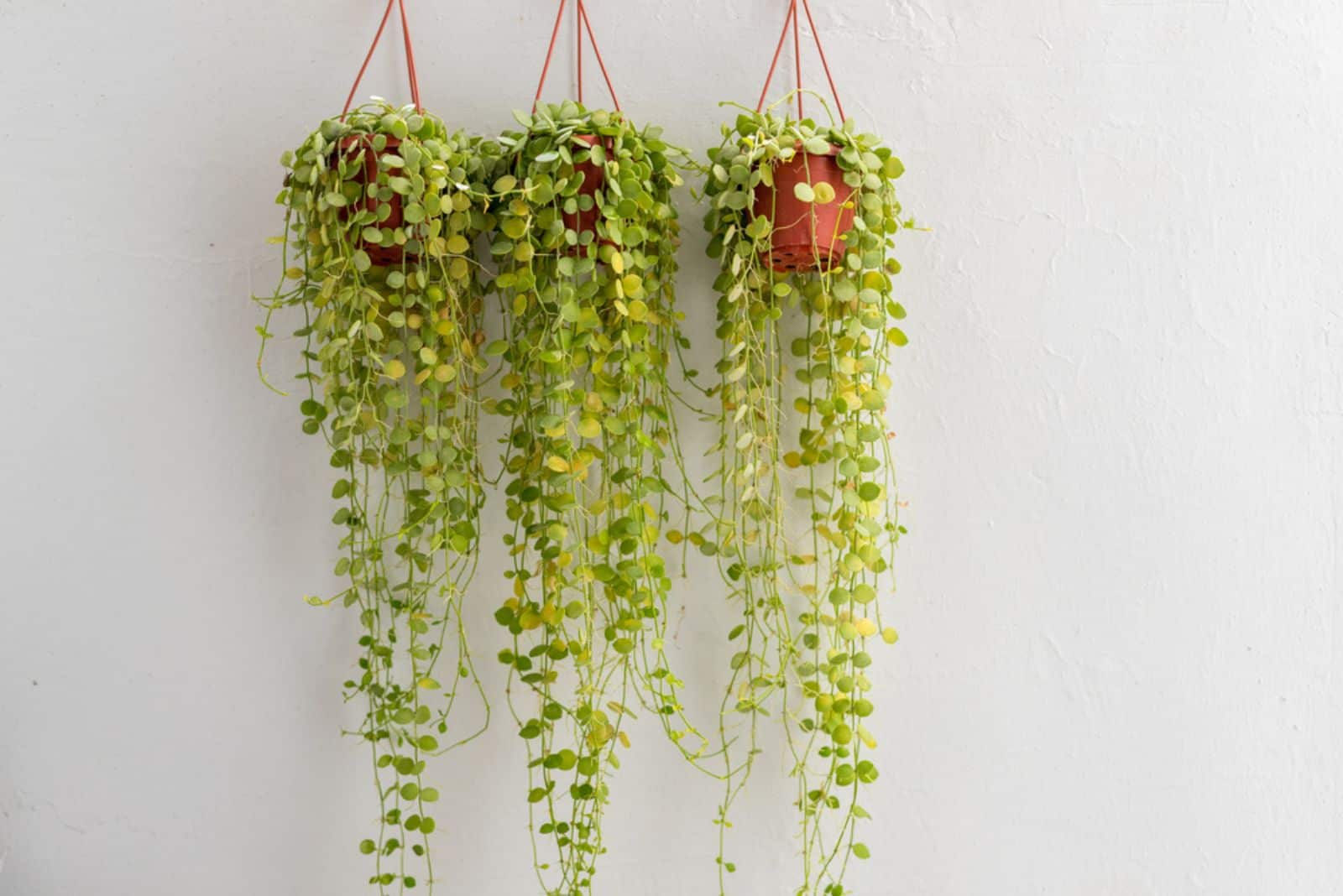 string of nickels plant in three pots hanging on the wall