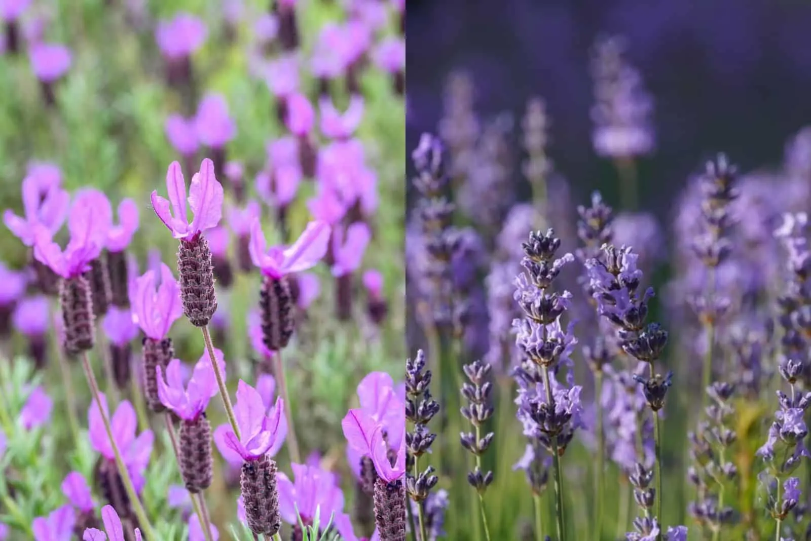 the difference between French and English lavender