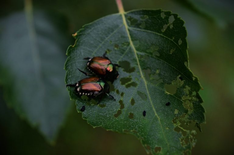 where-do-japanese-beetles-go-at-night-3-removal-methods