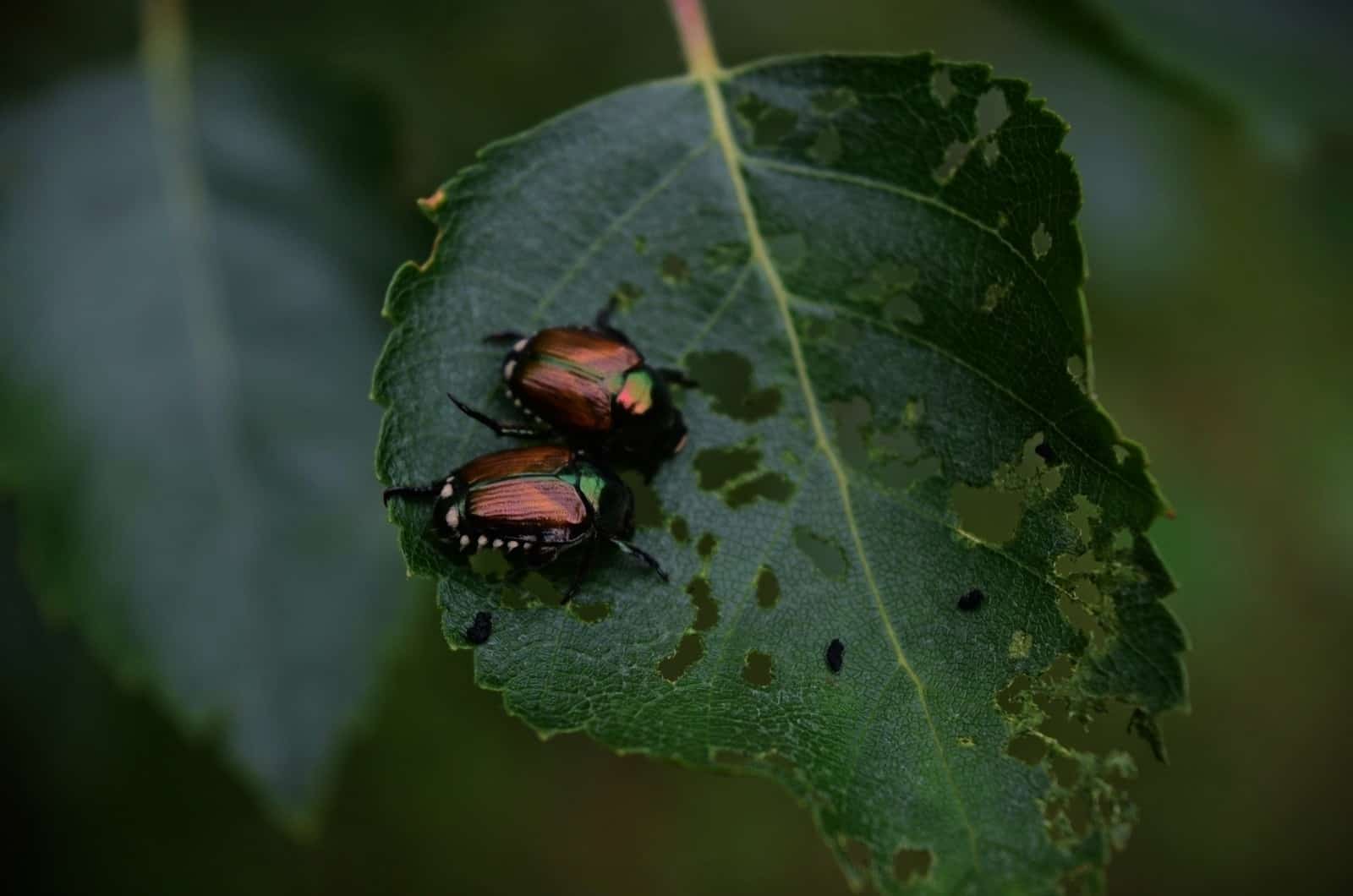 two Japanese Beetles