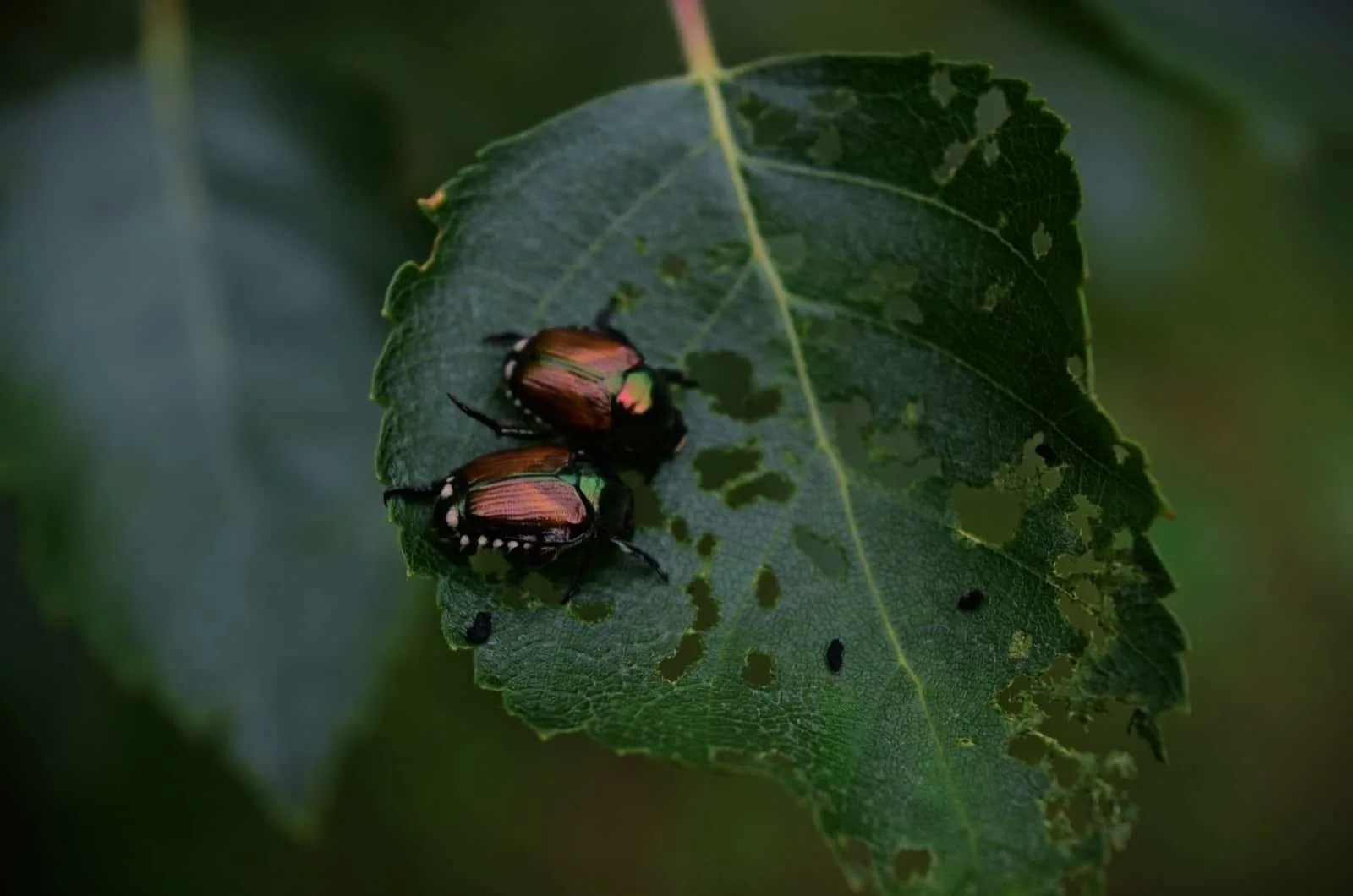 two Japanese Beetles