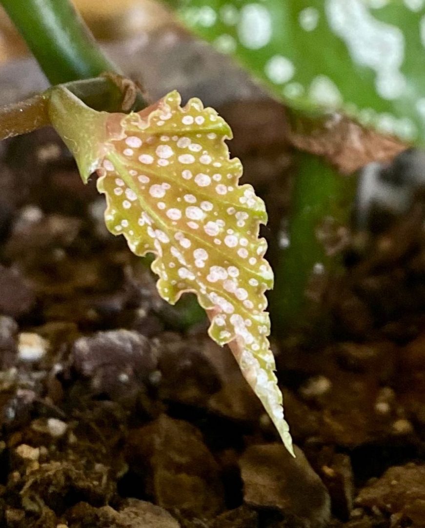 Angel Wing Begonia How To Care For This Stunning Plant