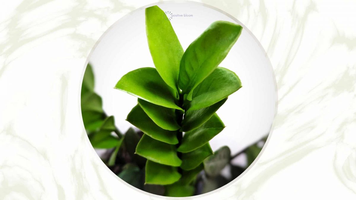 11 Types Of ZZ Plants + Their Care Guide