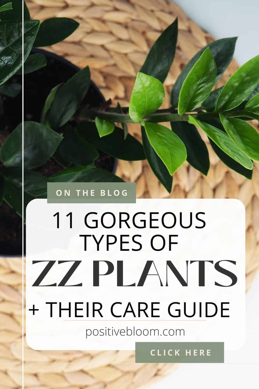 11 Gorgeous Types Of ZZ Plants + Their Care Guide Pinterest