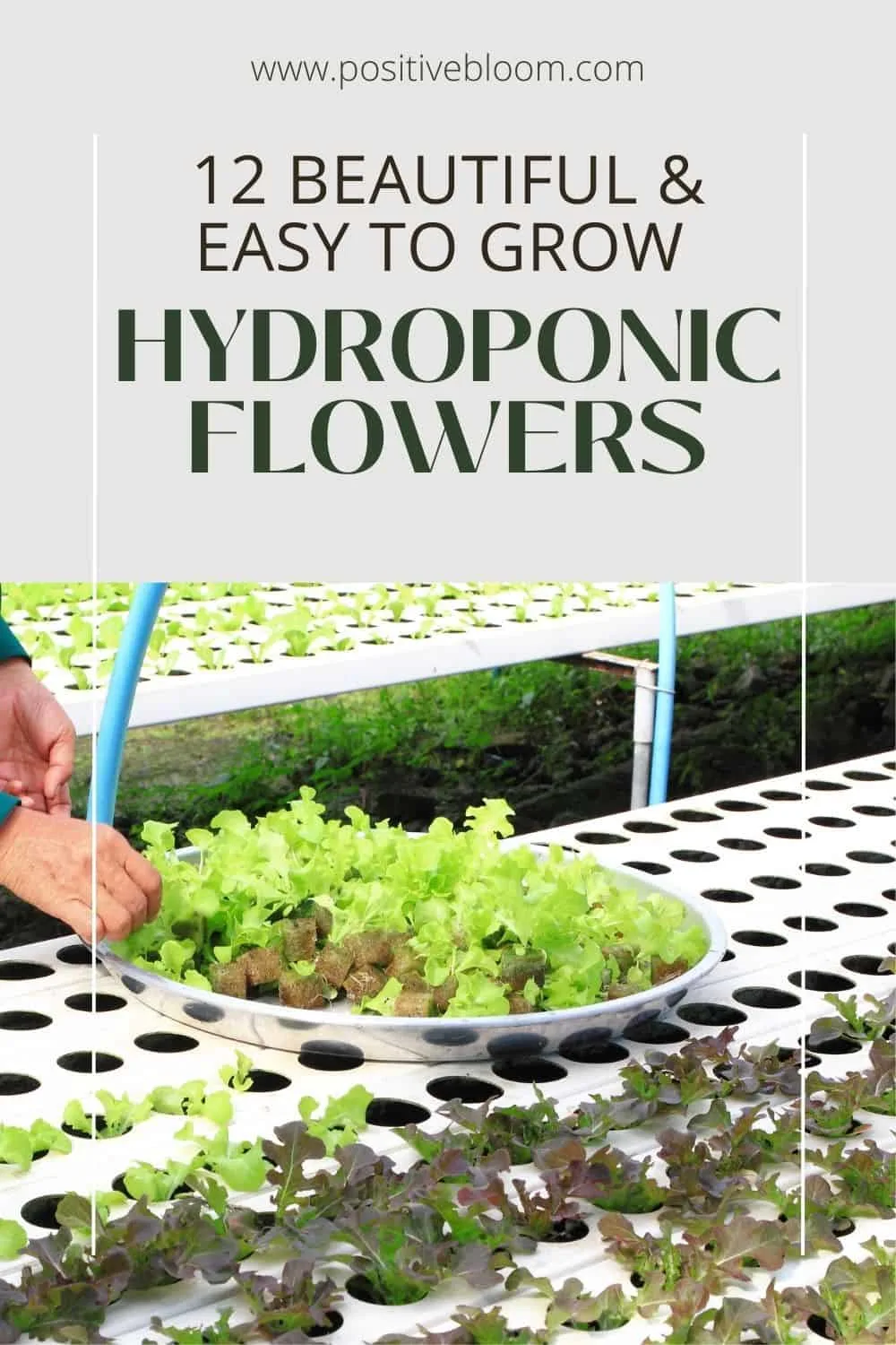 12 Beautiful & Easy To Grow Hydroponic Flowers Pinterest