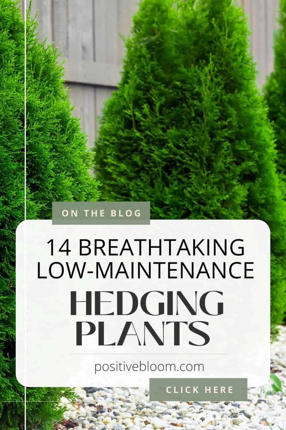 14 Breathtaking Low-maintenance Hedging Plants For Your Garden Pinterest