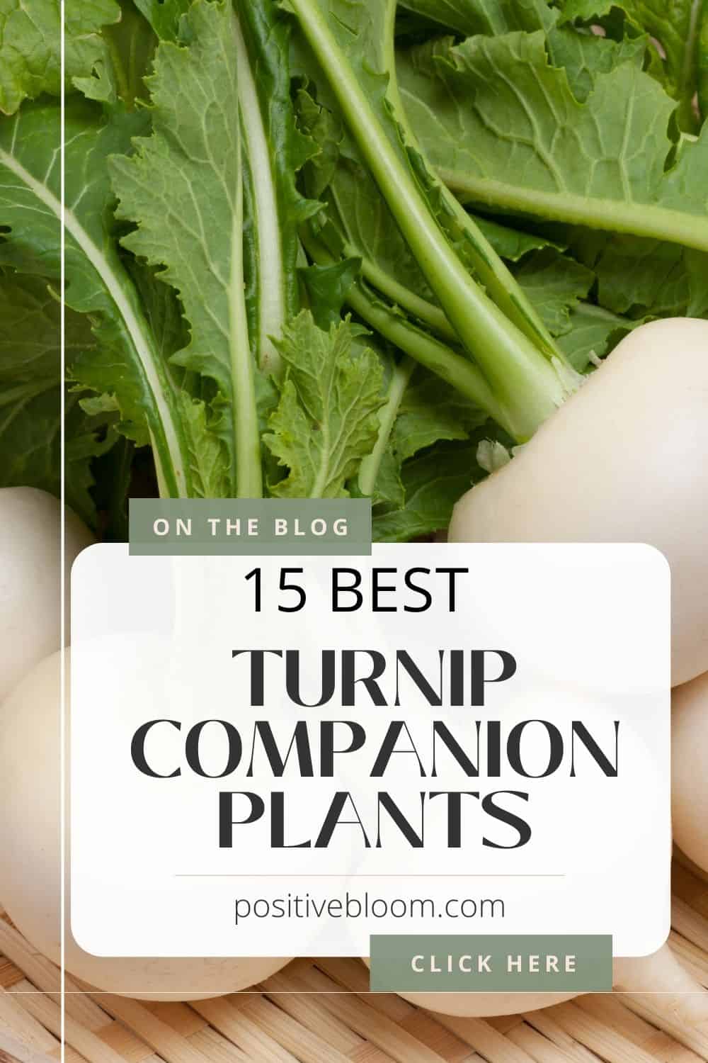 15 Best Turnip Companion Plants + Some To Avoid Pinterest