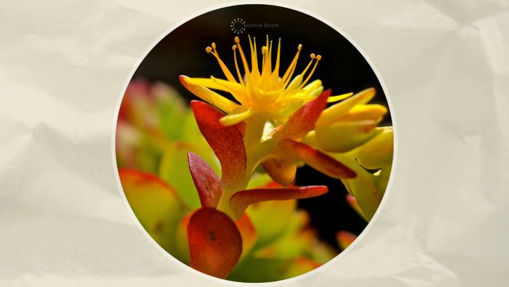 17 Amazing Succulents With Yellow Flowers