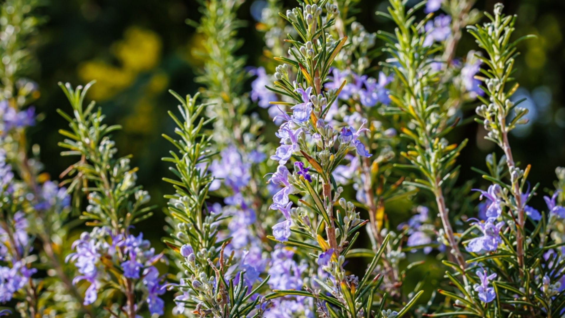 rosemary in garden