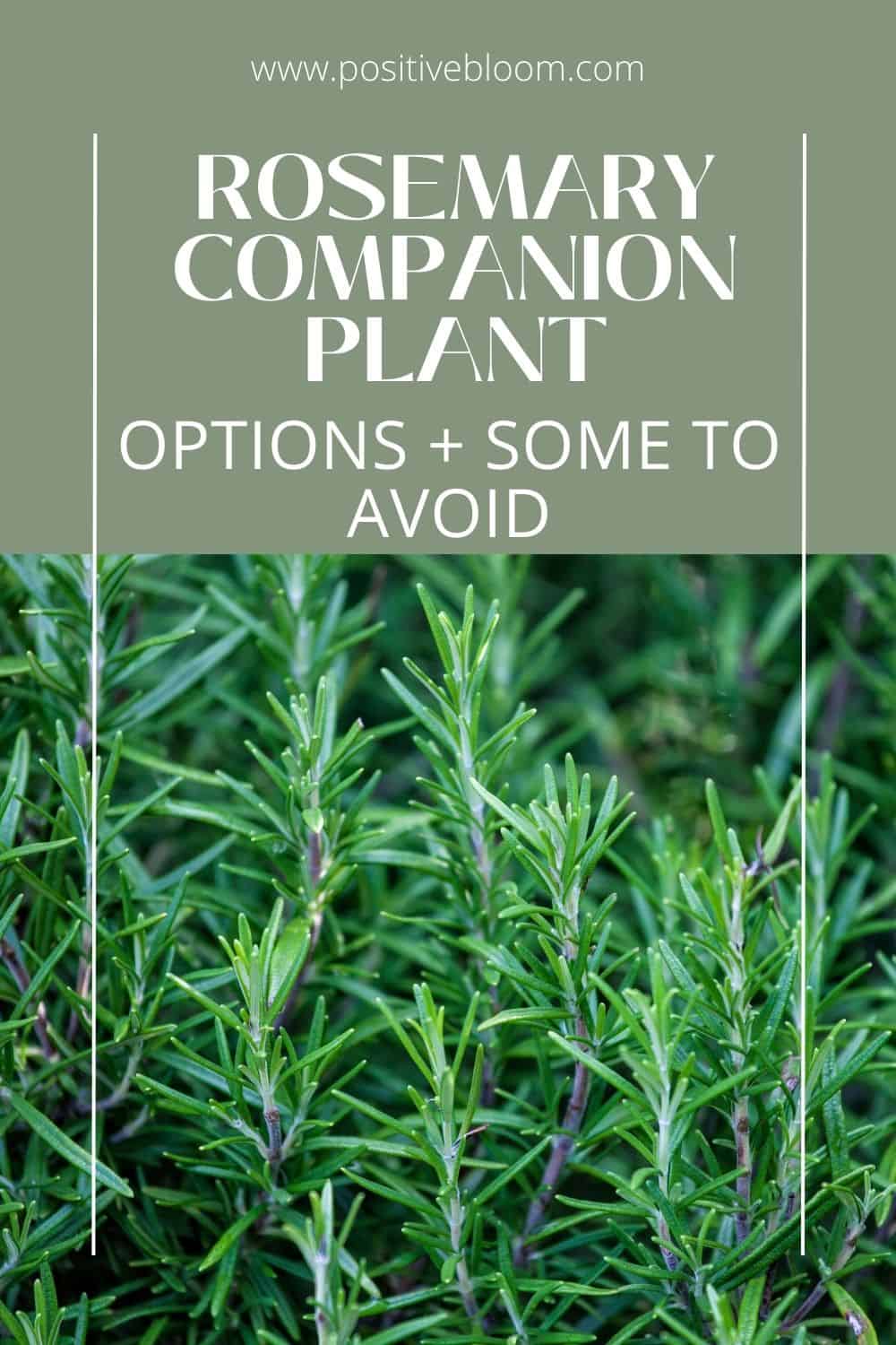 17 Best Rosemary Companion Plant Options + Some To Avoid Pinterest