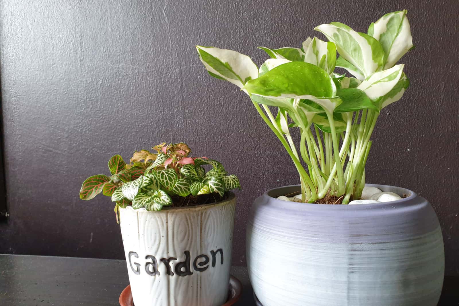3 types of Fittonia, with beautiful Pothos Njoy